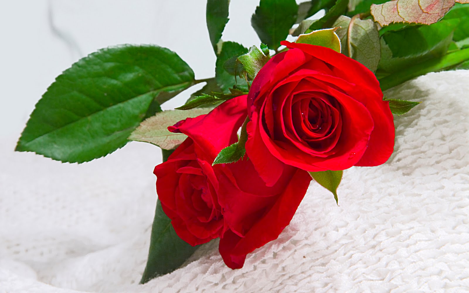 صور ورود حمراء  , زهور حمراء , ورد احمر red rose flowers wal